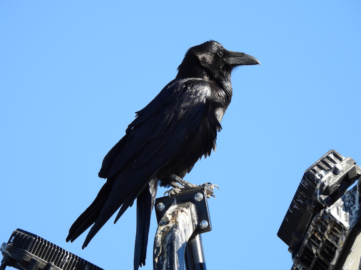 Common Raven - ML646138683