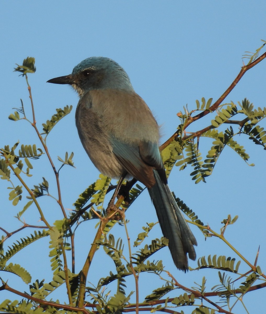 Woodhouse's Scrub-Jay - ML646138704