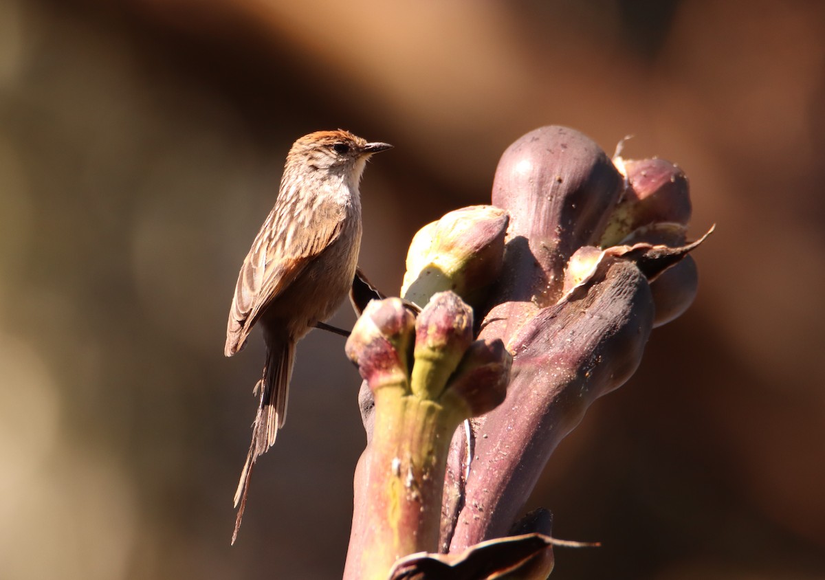 Сікора світлогорла - ML646138705