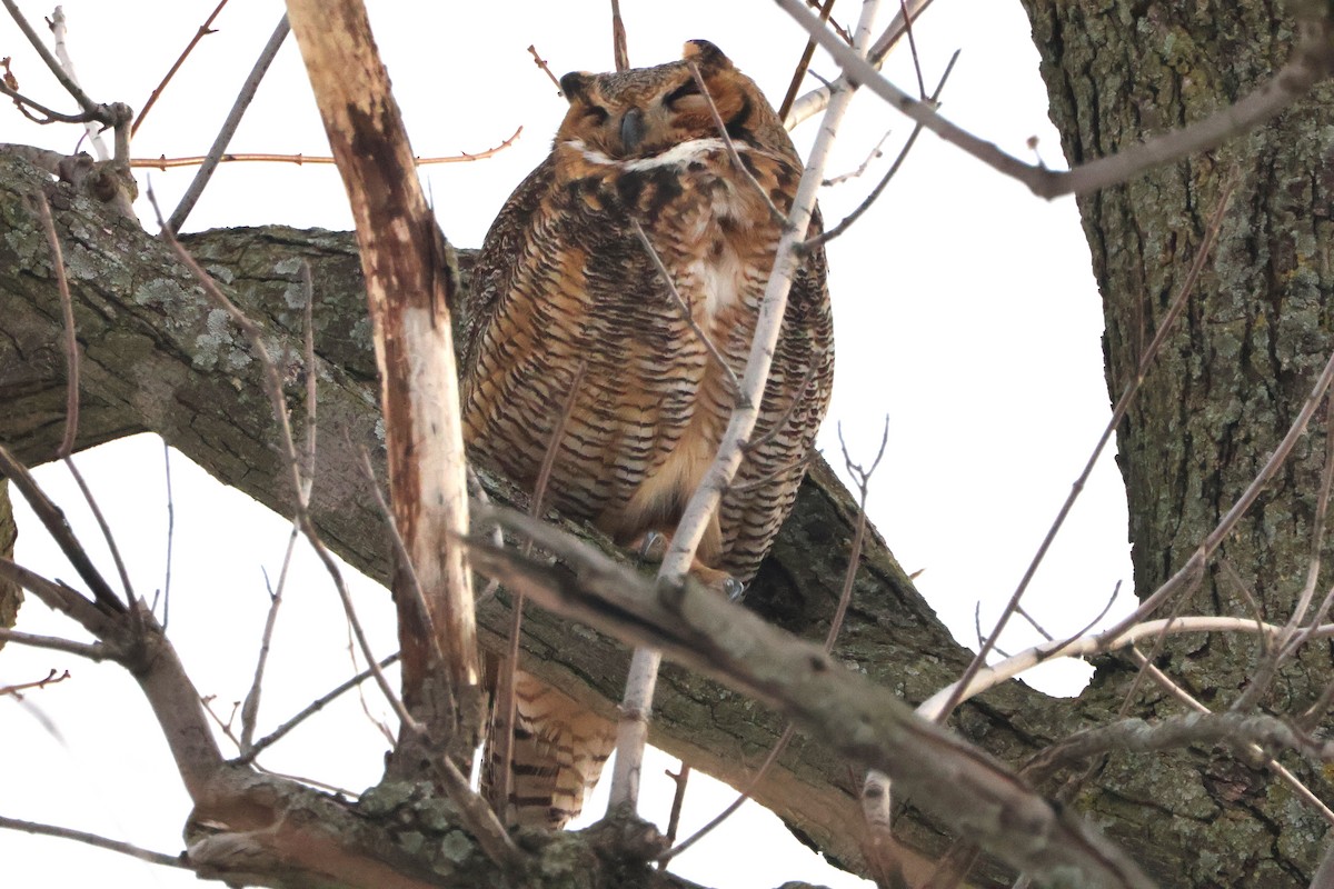 Great Horned Owl - ML646138706