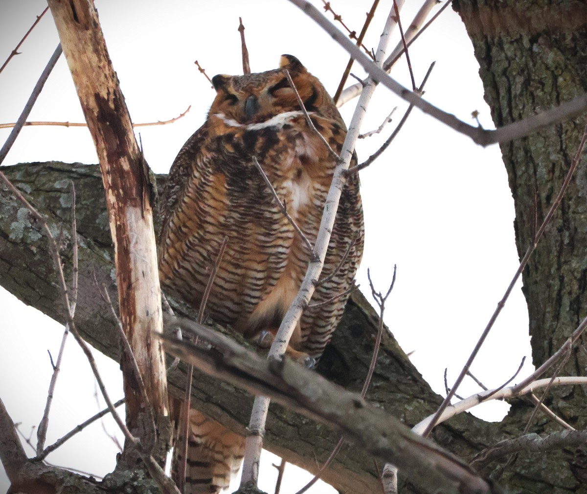 Great Horned Owl - ML646138707