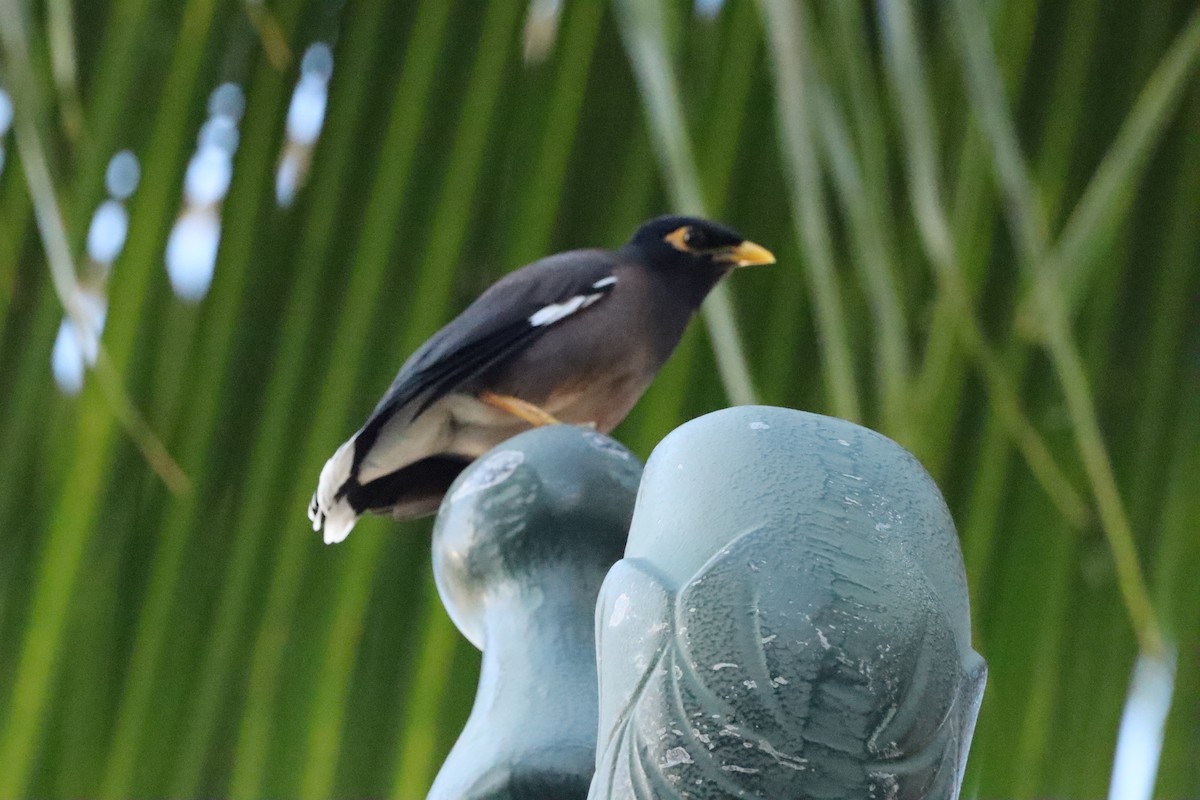 Maina comune - ML646138711