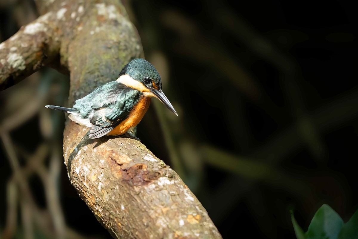 rybařík trpasličí - ML646138716