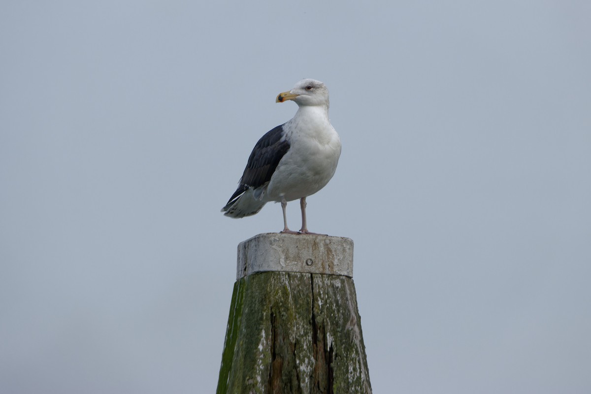 racek mořský - ML646138719