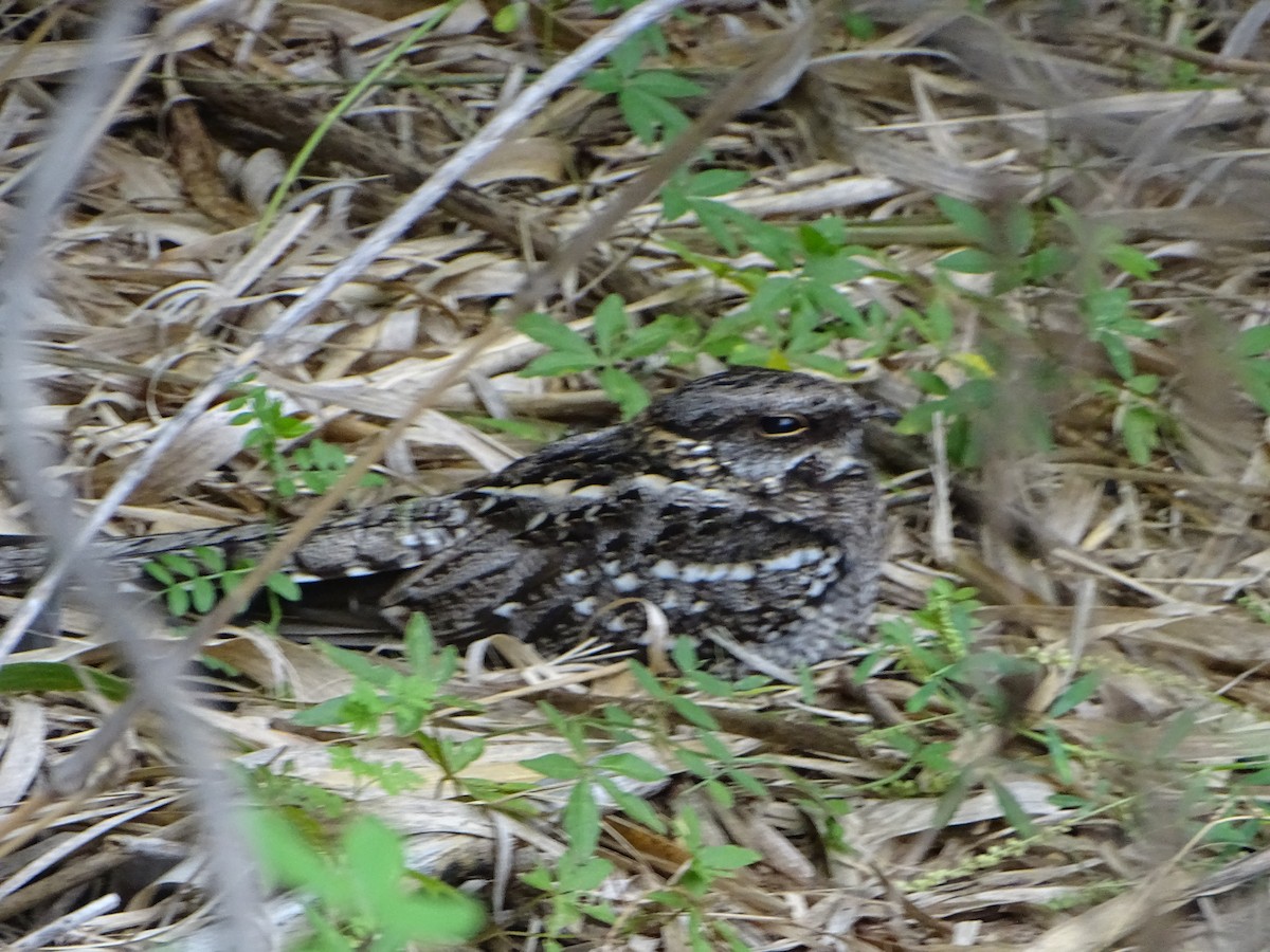 lelek nůžkoocasý - ML646138727