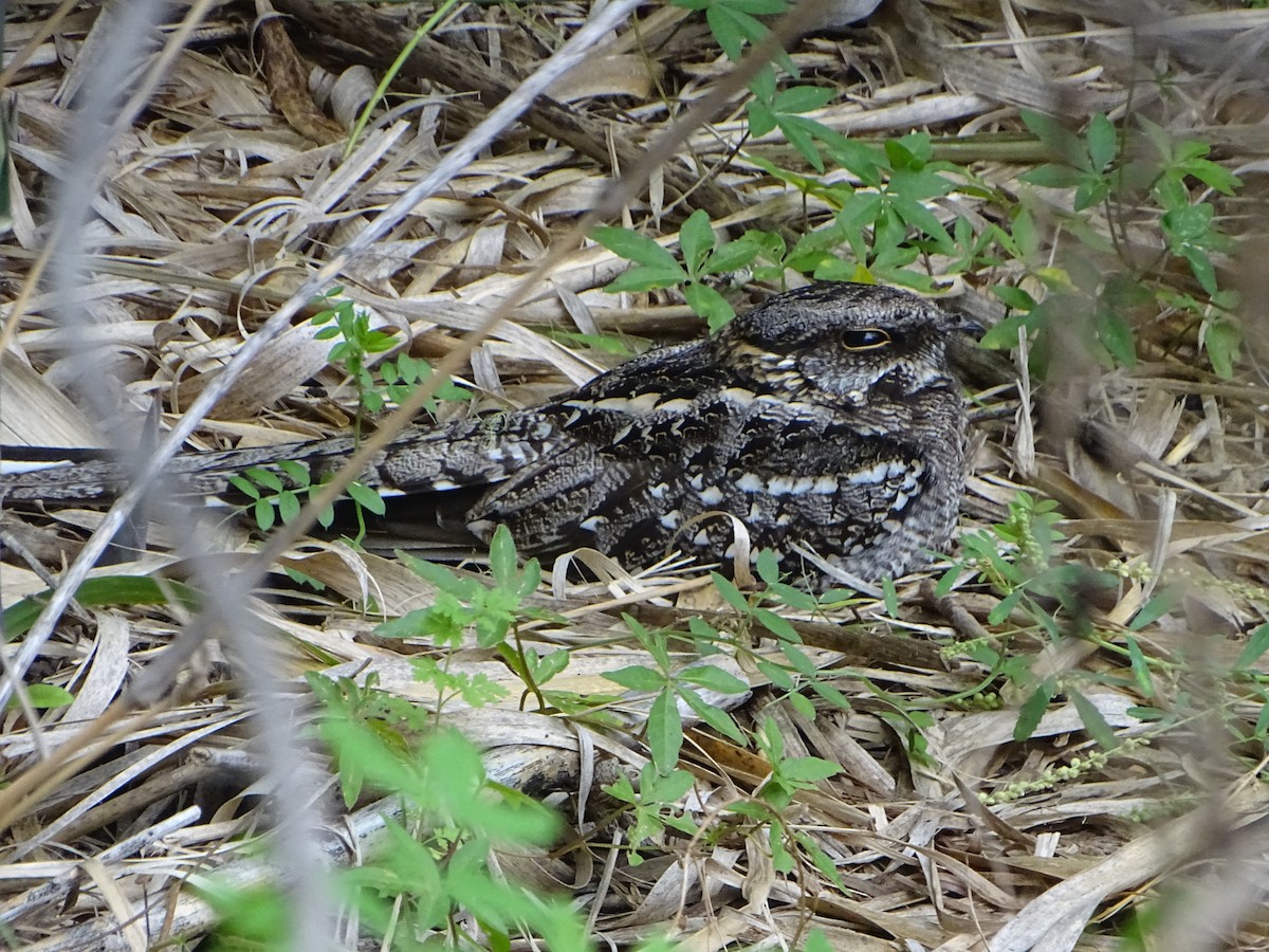 lelek nůžkoocasý - ML646138728