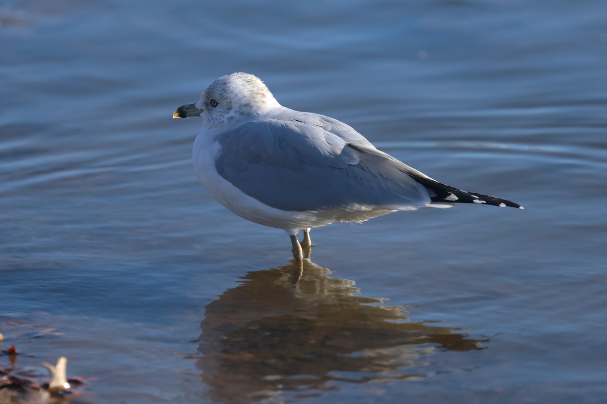 Ring-billed Gull - ML646138731
