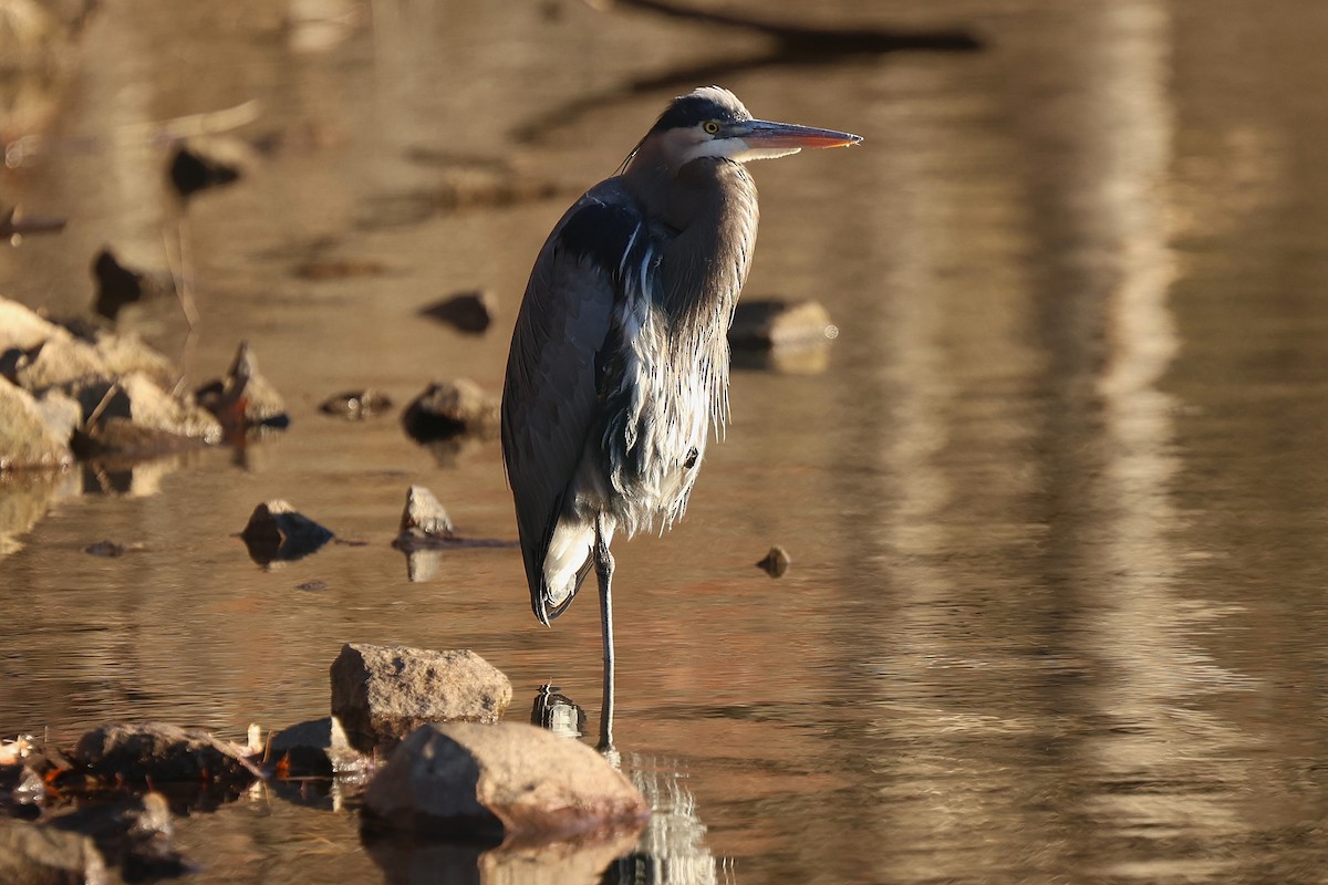 Great Blue Heron - ML646138735