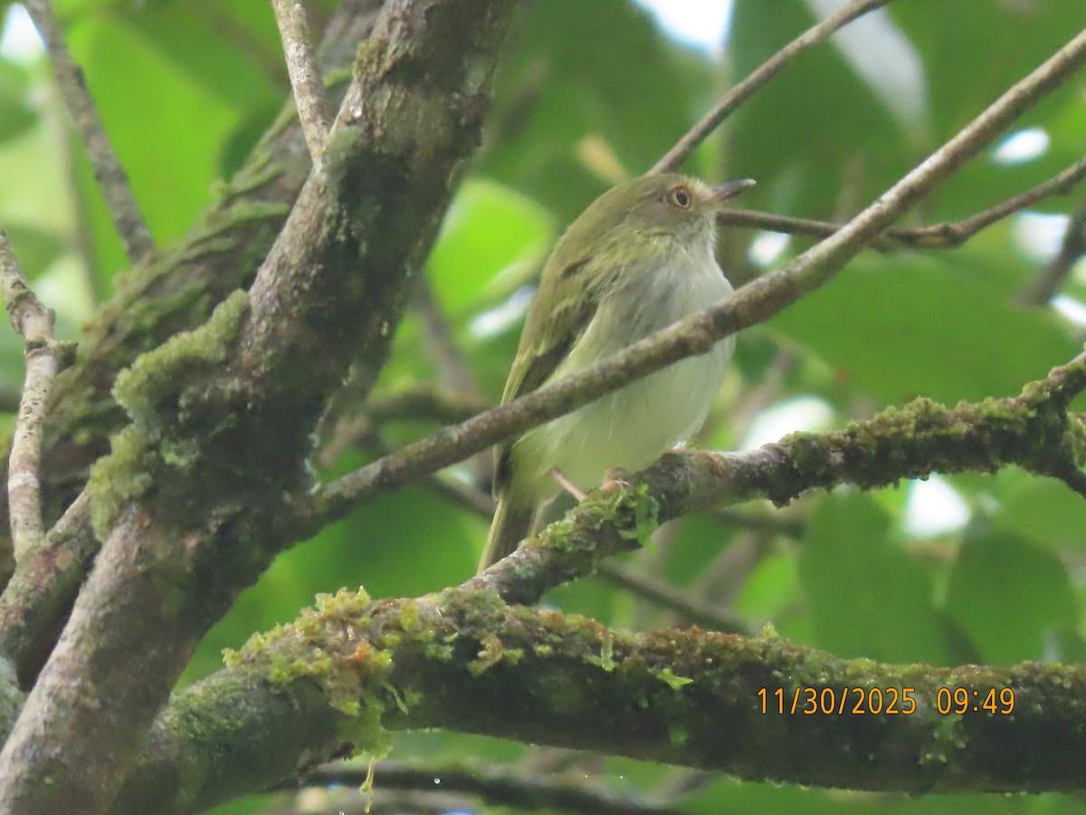 Pale-eyed Pygmy-Tyrant - ML646138747