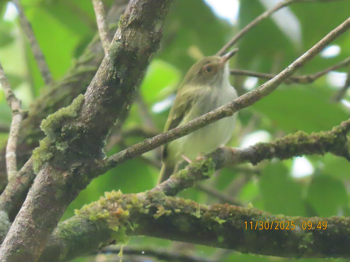 Pale-eyed Pygmy-Tyrant - ML646138748