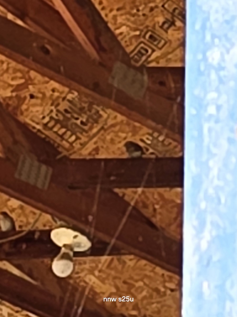 House Finch - ML646138756