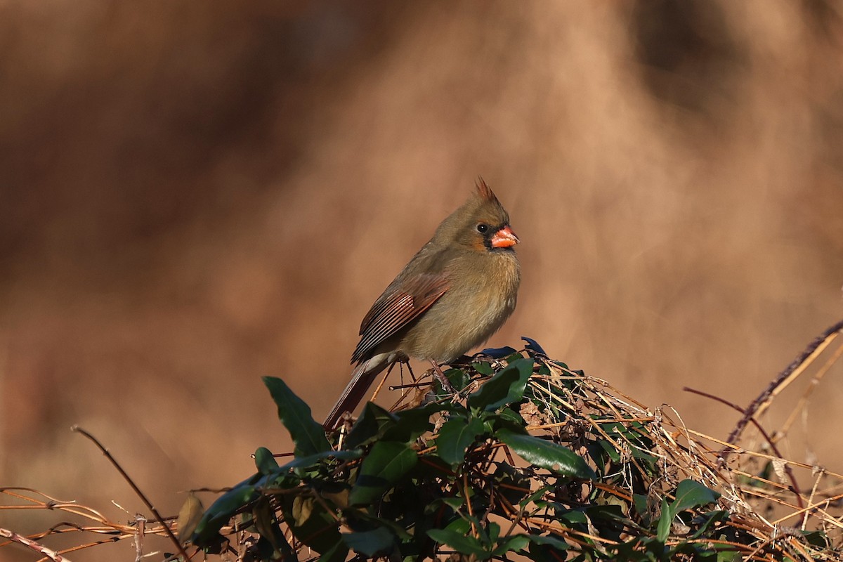 Northern Cardinal - ML646138759