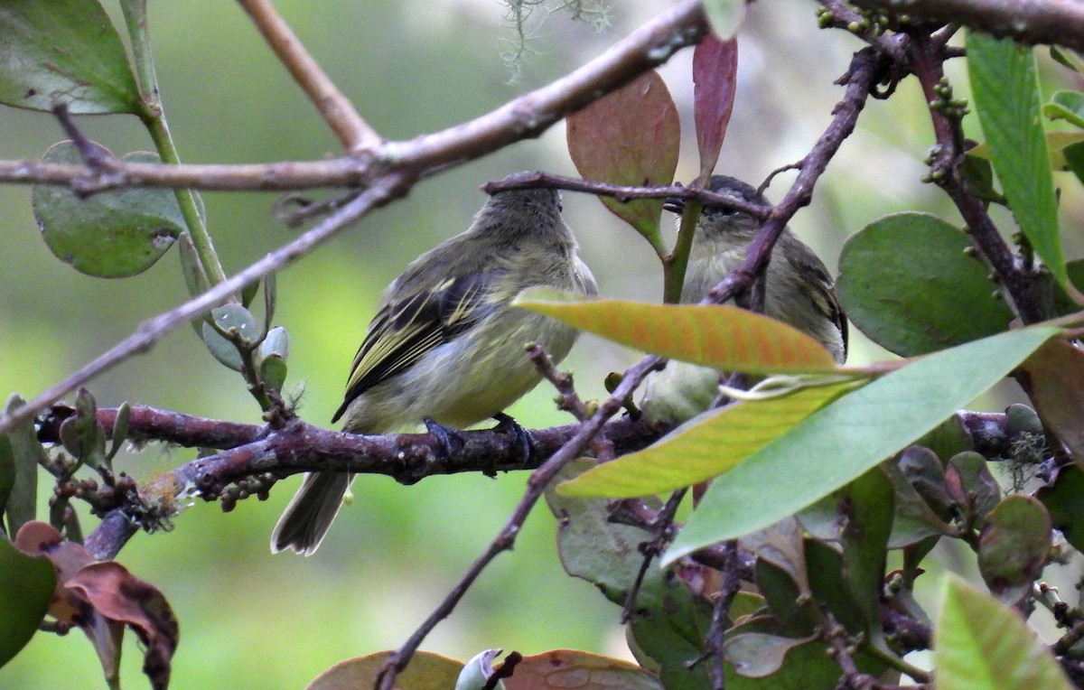Peruvian Tyrannulet - ML646138766