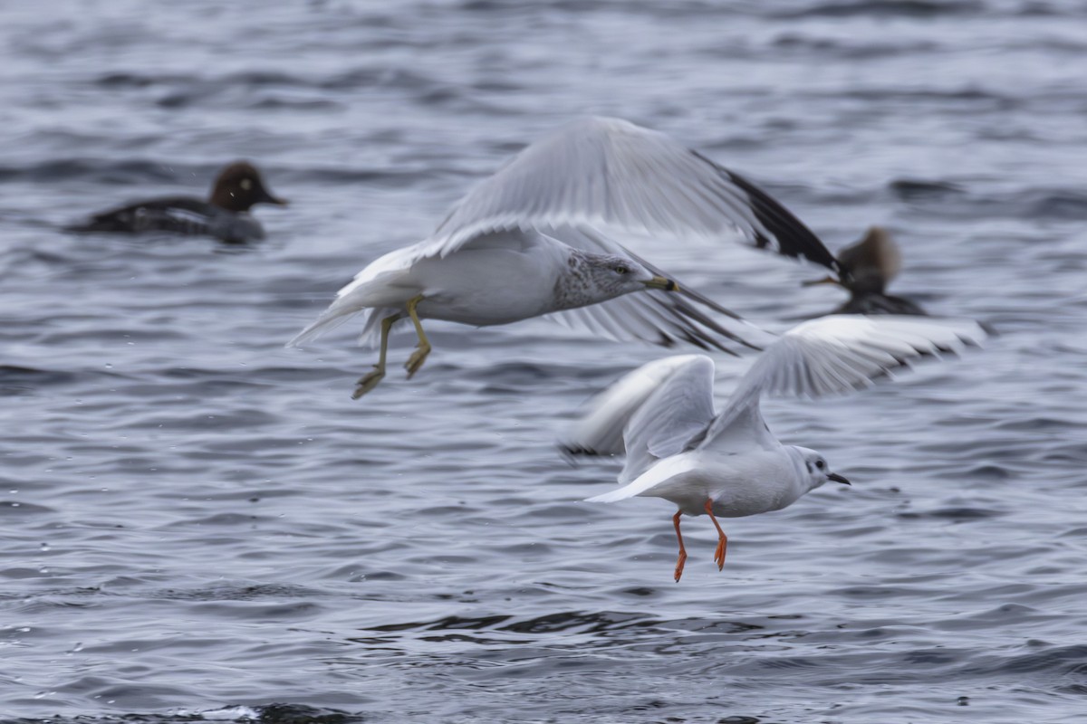 Bonaparte's Gull - ML646138768