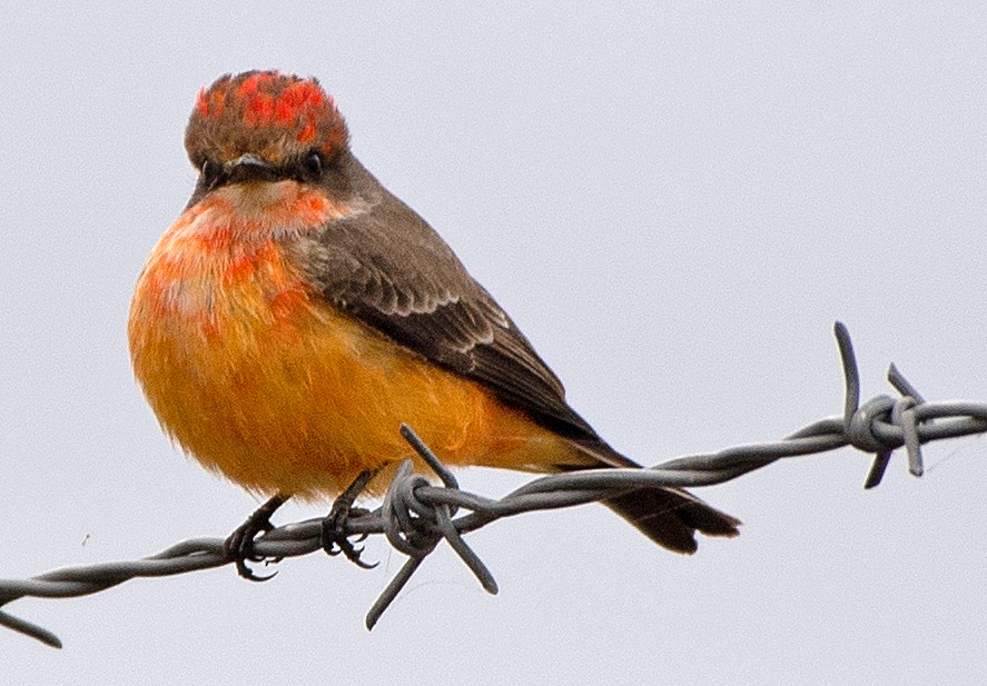 Vermilion Flycatcher - ML646138770