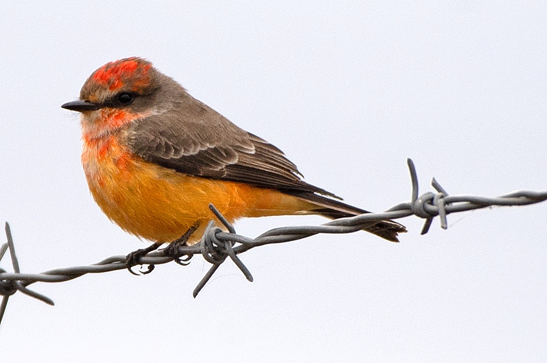 Vermilion Flycatcher - ML646138771
