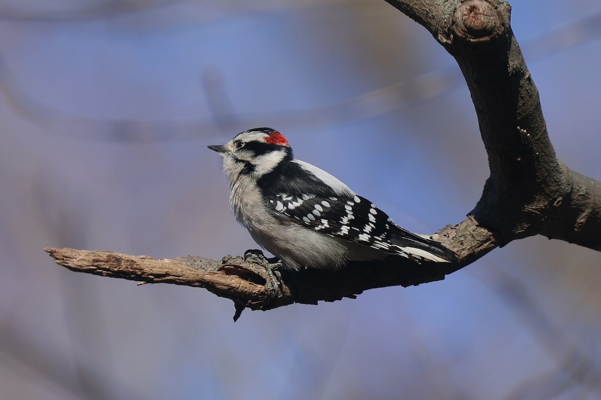 Downy Woodpecker - ML646138772