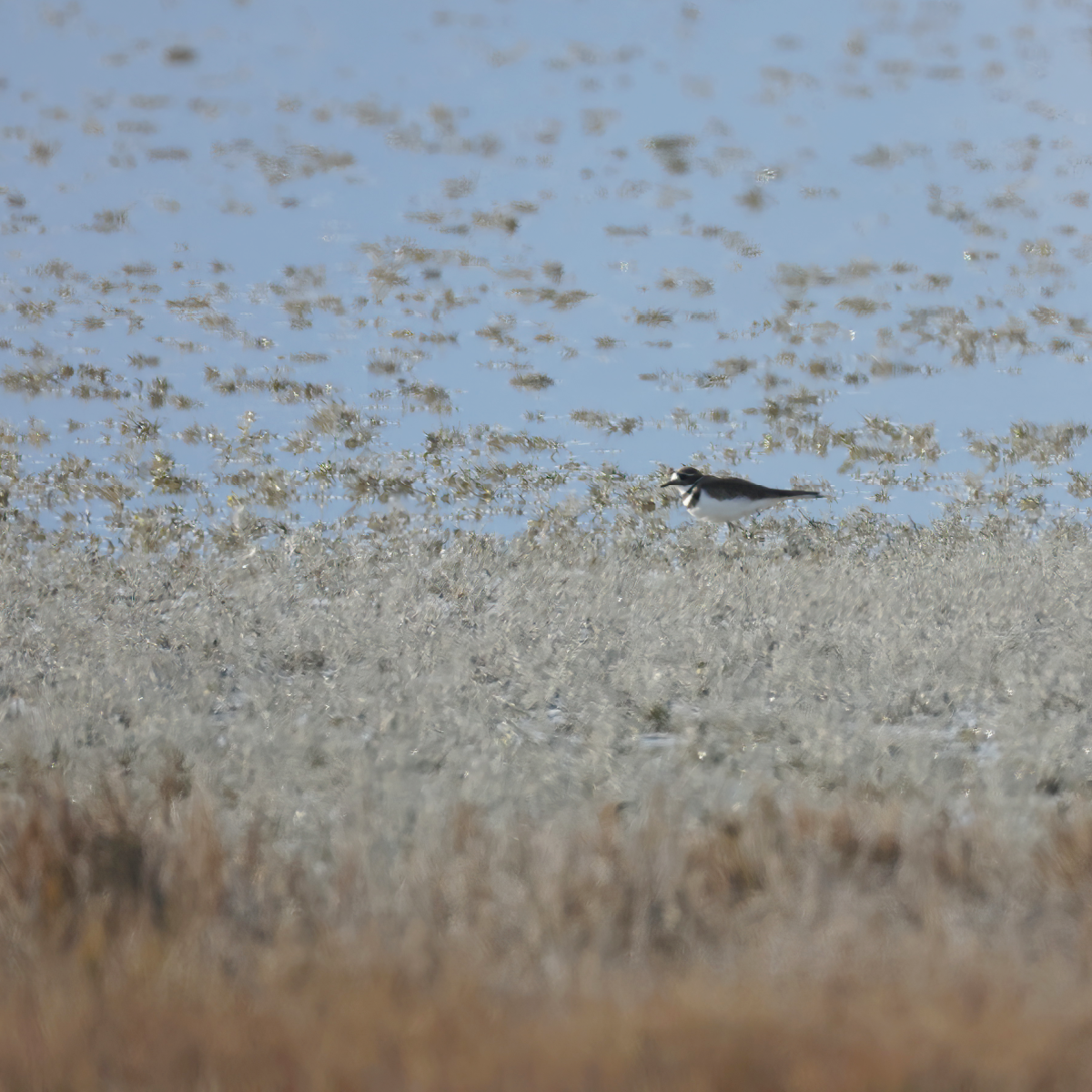 Killdeer - ML646138773