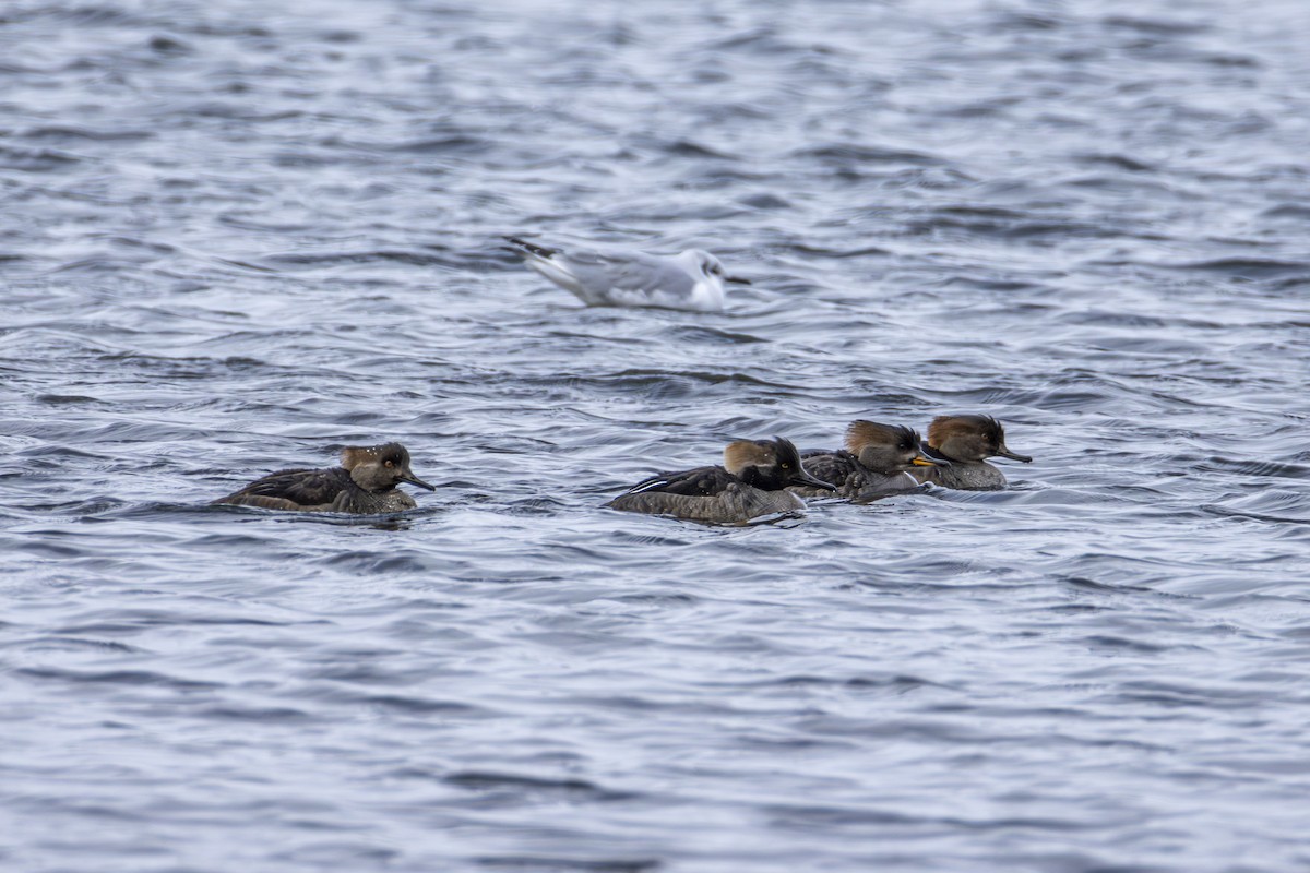 Hooded Merganser - ML646138774