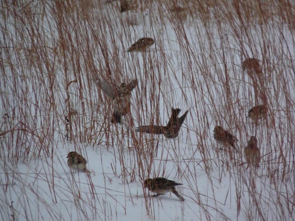 Lapland Longspur - ML646138776