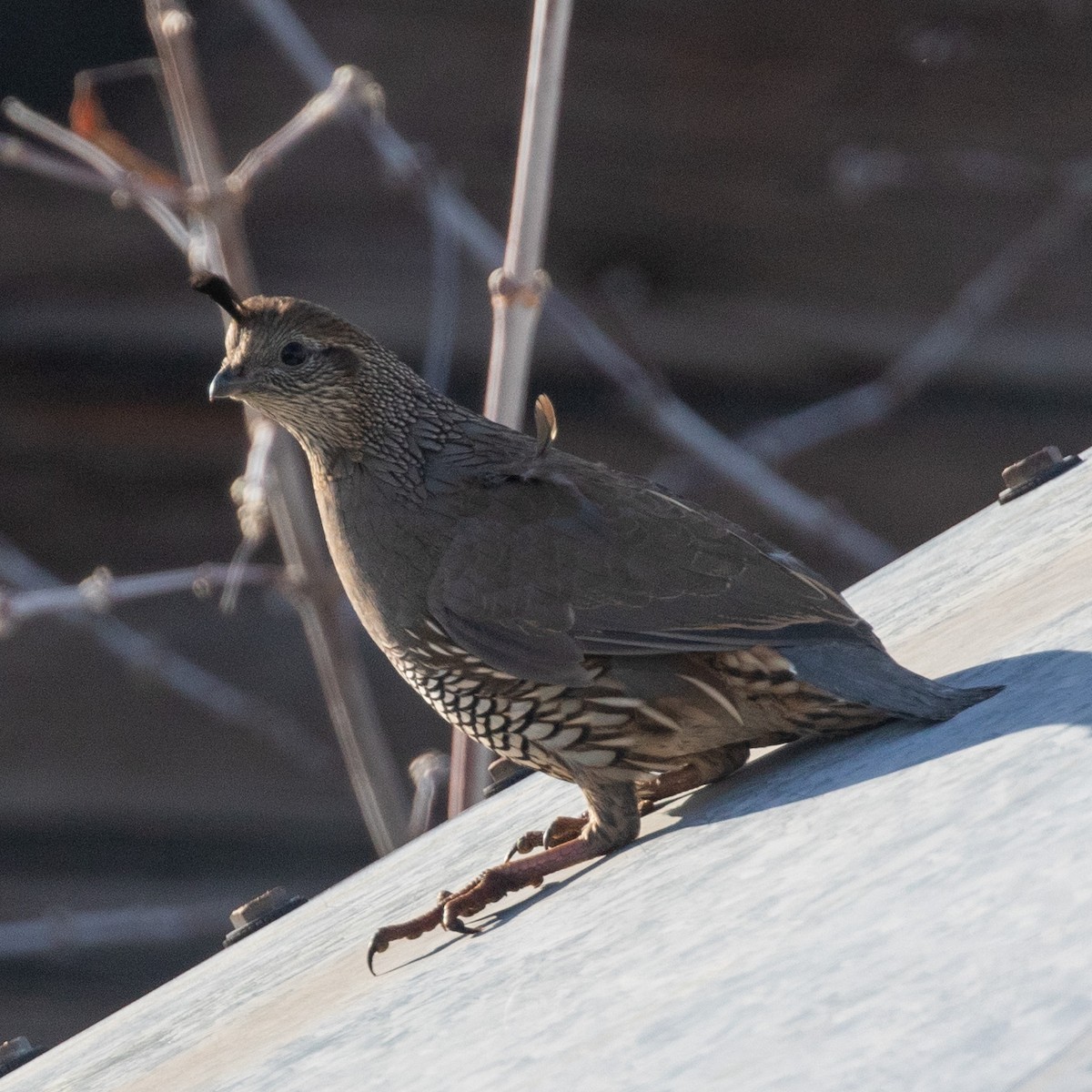 California Quail - ML646138777