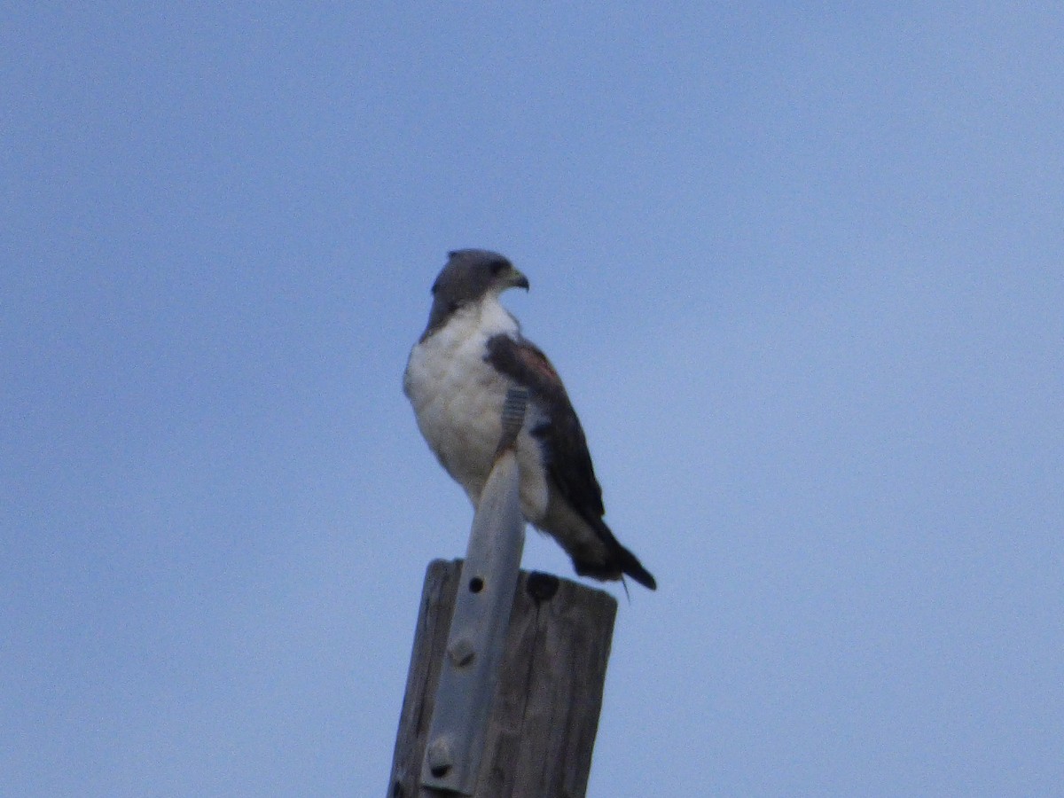 White-tailed Hawk - ML646138778