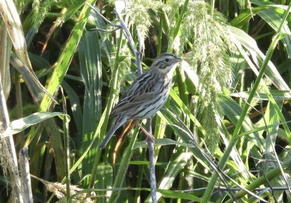 Savannah Sparrow - ML646138779