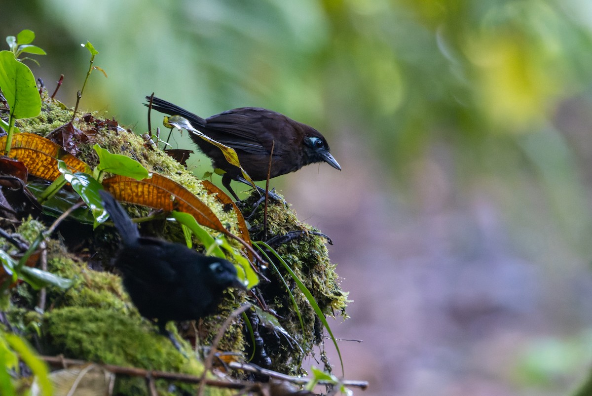 Zeledon's Antbird - ML646138780