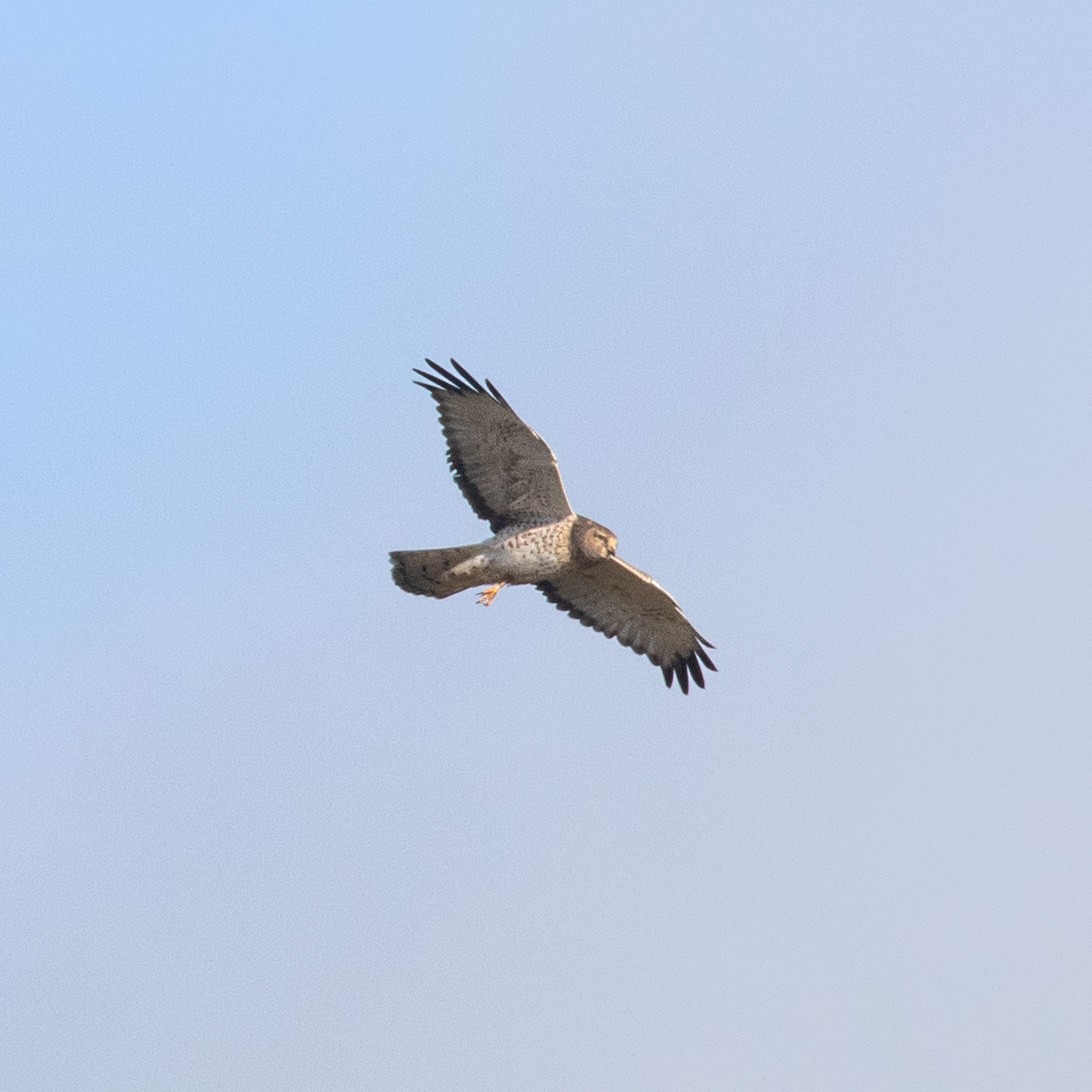 Northern Harrier - ML646138782