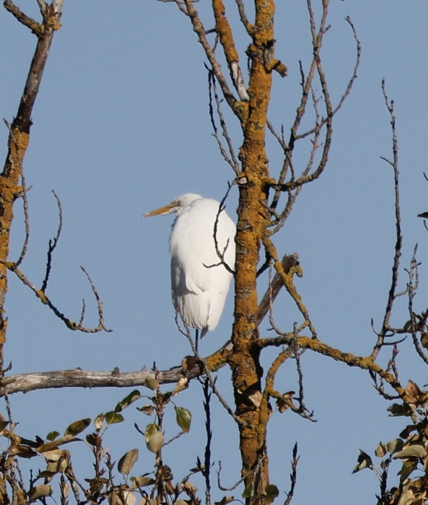 Great Egret - ML646138785