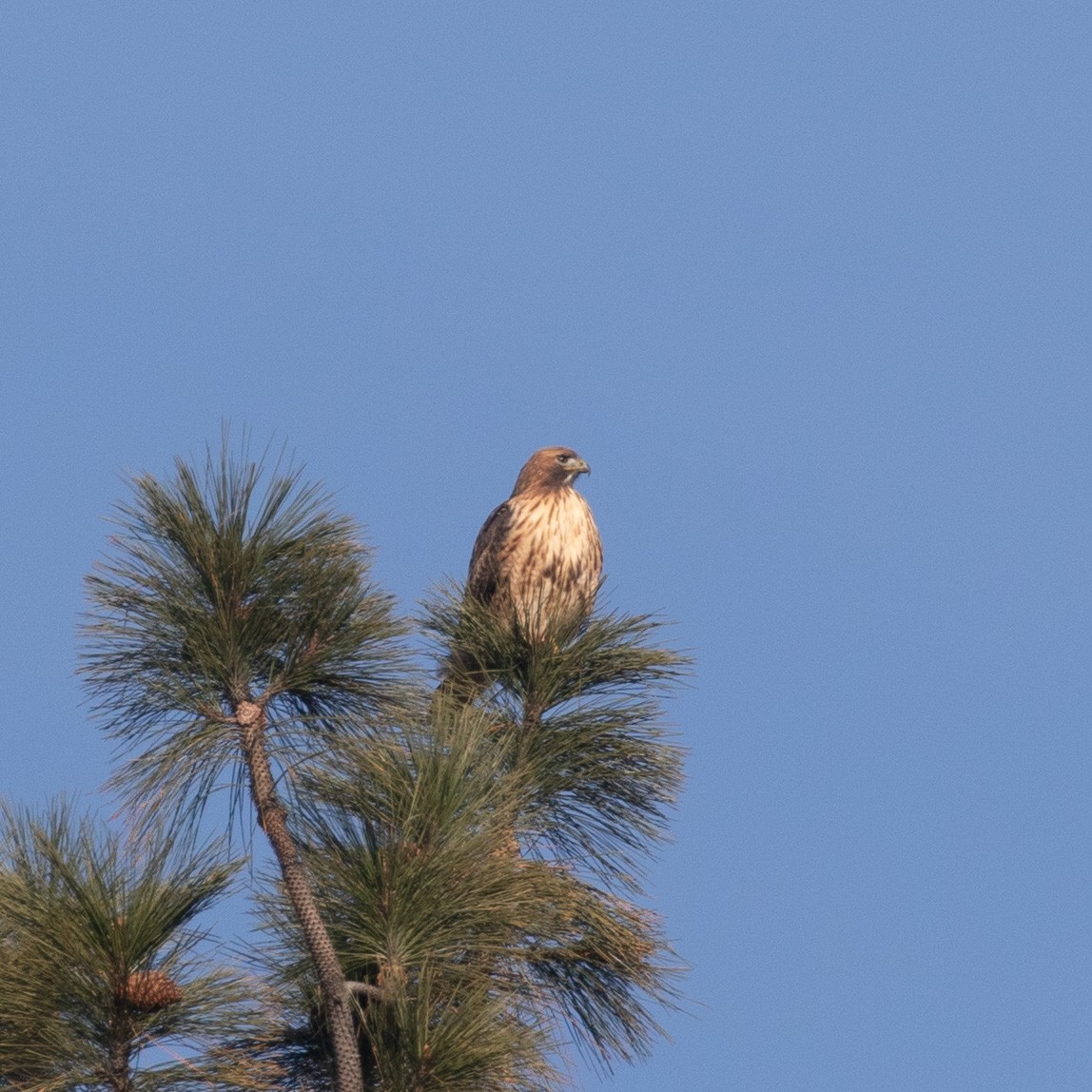 Red-tailed Hawk - ML646138787
