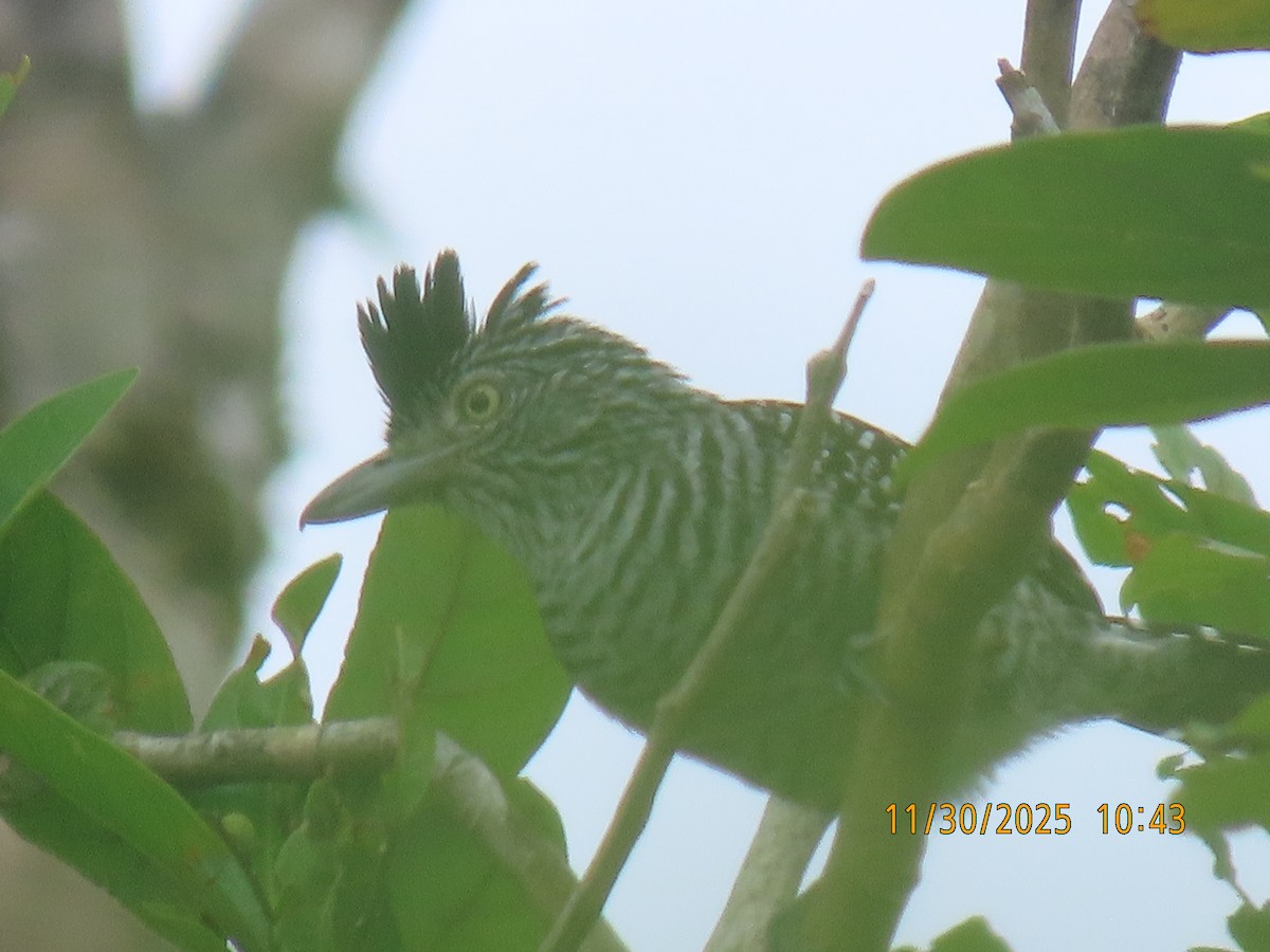 Bindenameisenwürger - ML646138788