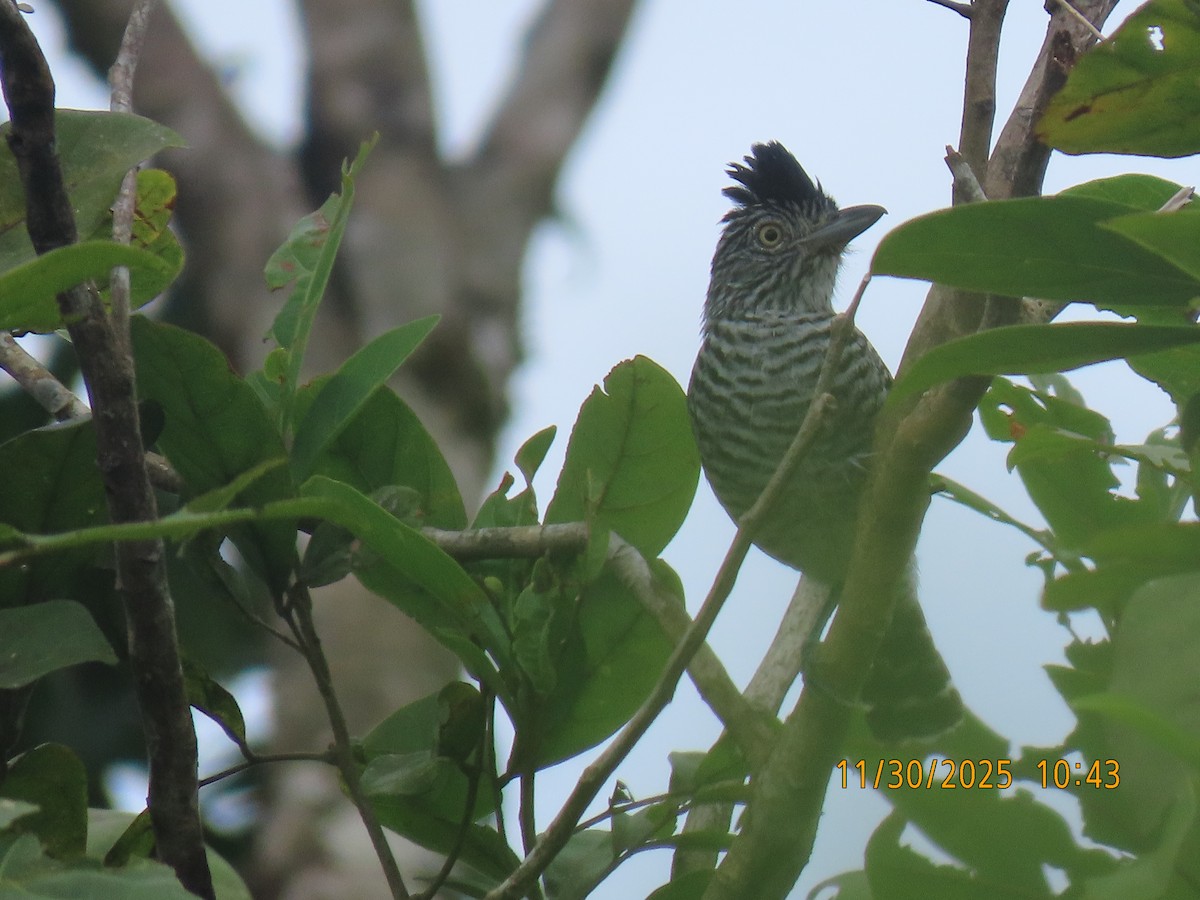 Bindenameisenwürger - ML646138790