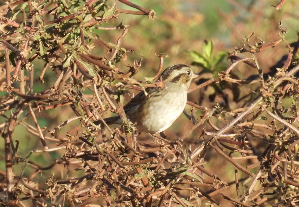 Swamp Sparrow - ML646138796