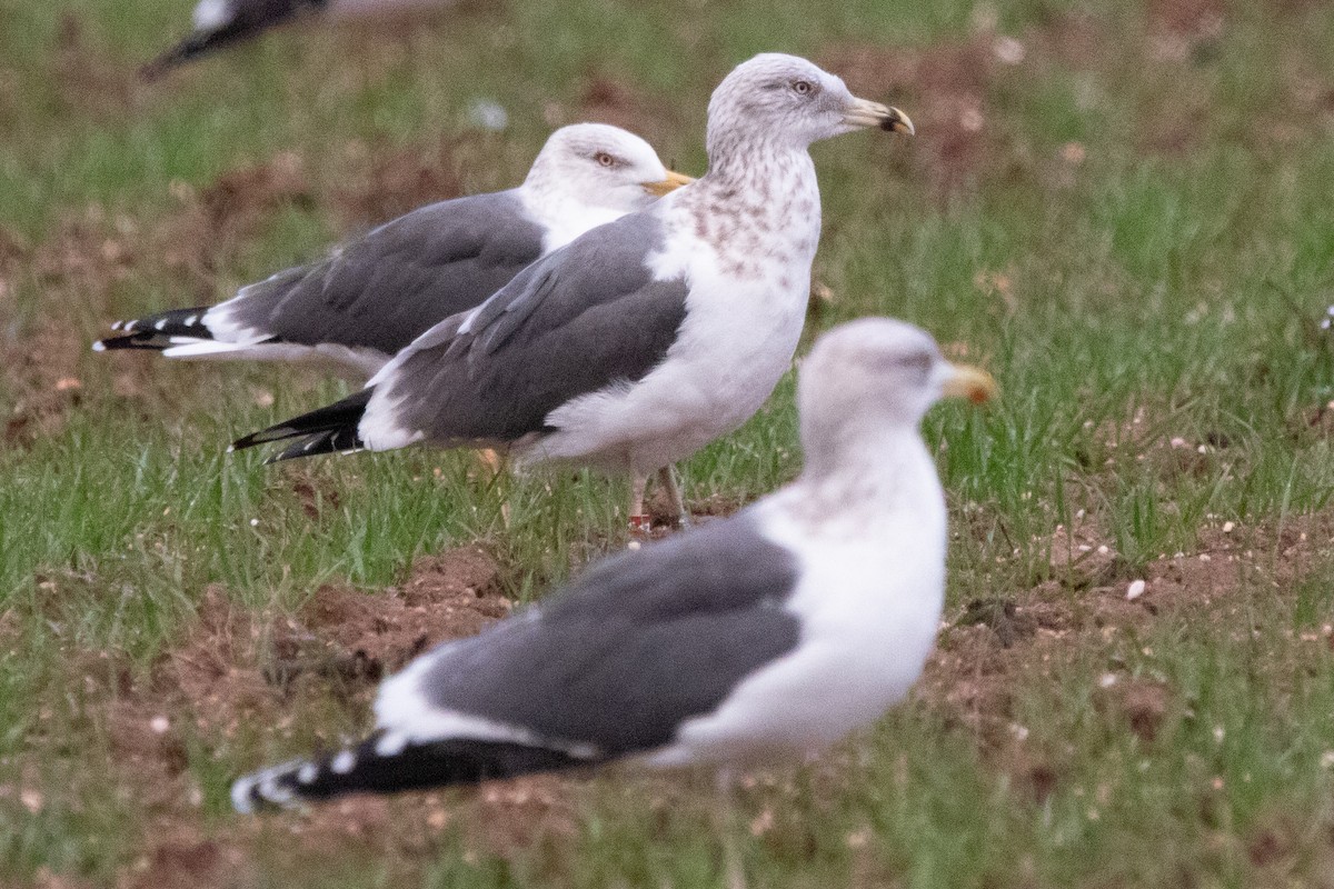 Lesser Black-backed Gull - ML646138797