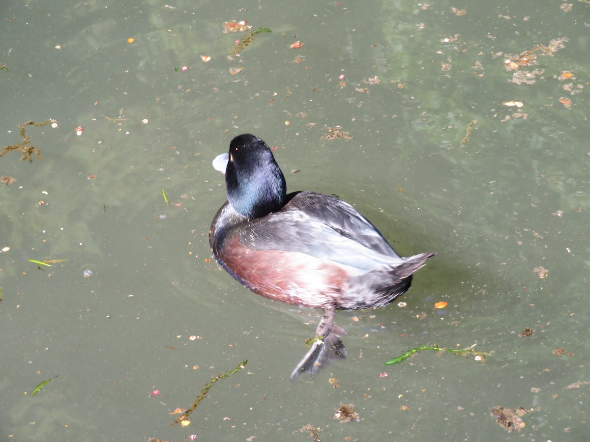 New Zealand Scaup - ML646138798