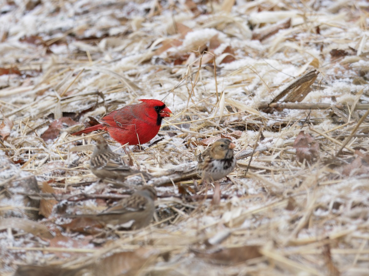 Harris's Sparrow - ML646138805