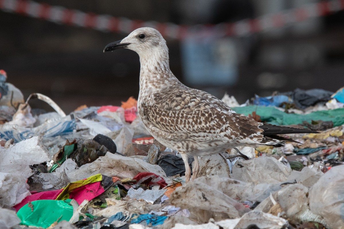 Lesser Black-backed Gull - ML646138806