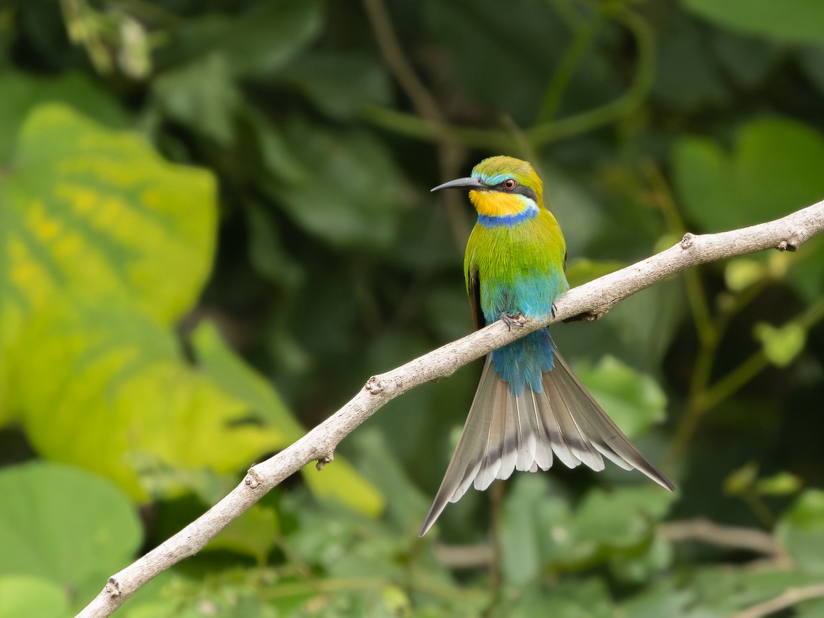 Swallow-tailed Bee-eater - ML646138807