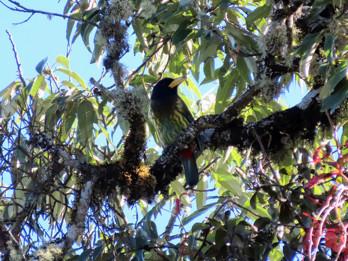 Great Barbet - ML646138811
