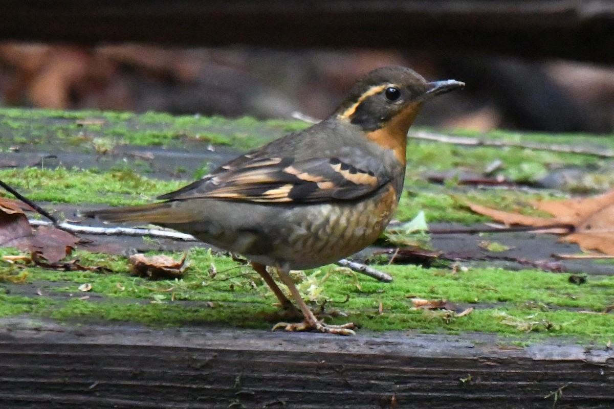 drozd pruhokřídlý - ML646138812