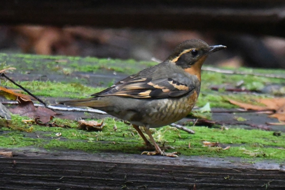 drozd pruhokřídlý - ML646138813