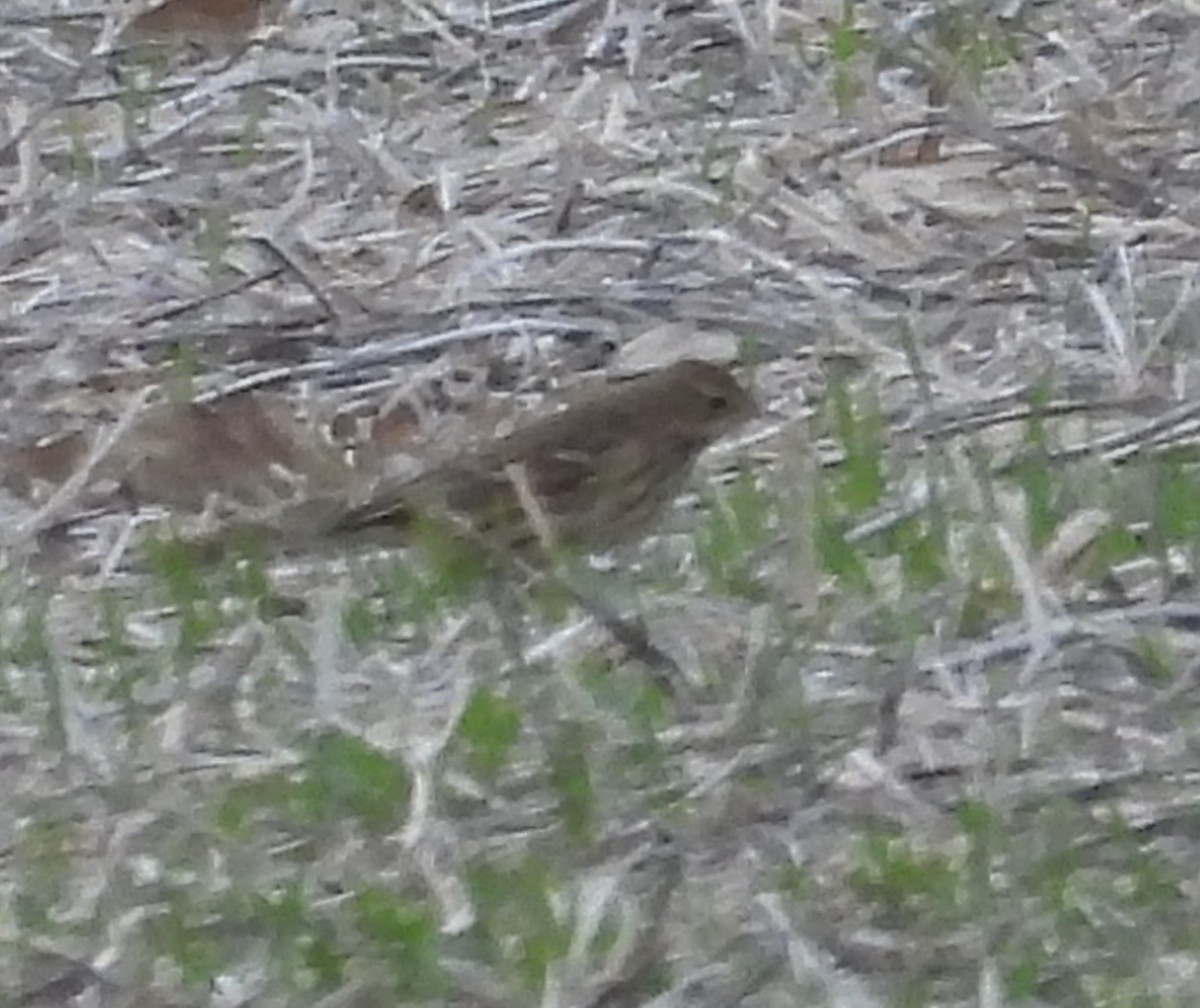 American Pipit - ML646138815