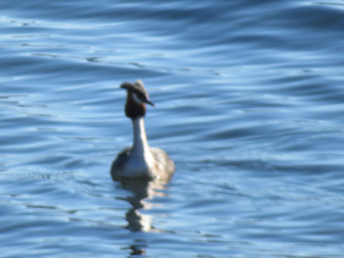 Great Crested Grebe - ML646138816