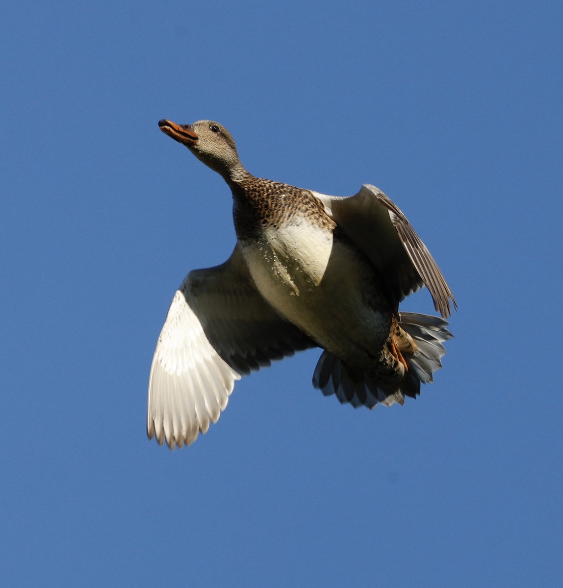 オカヨシガモ - ML646138817