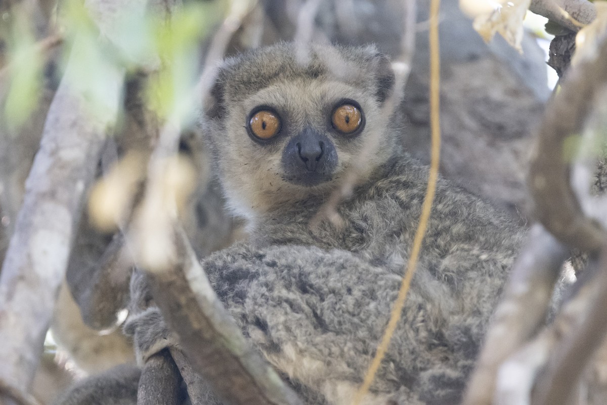 Lorenz Von Liburnau's Woolly Lemur - ML646138822