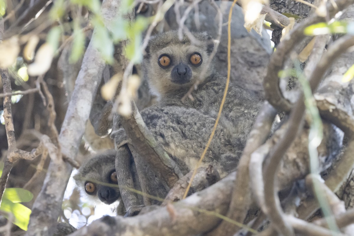 Lorenz Von Liburnau's Woolly Lemur - ML646138823