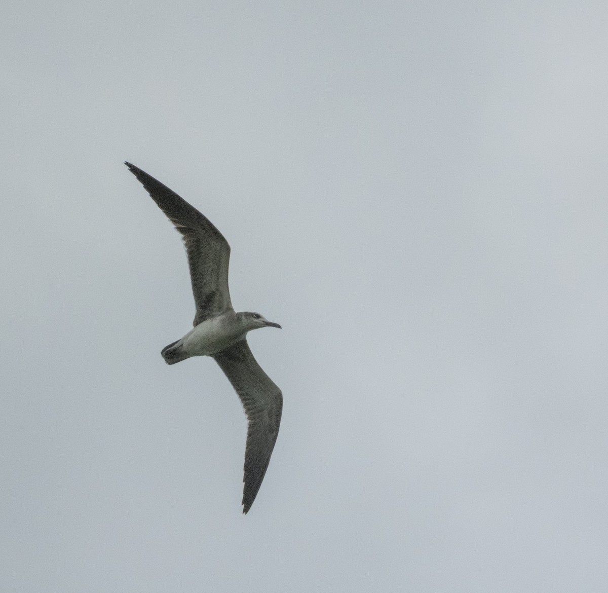 Mouette atricille - ML646138826