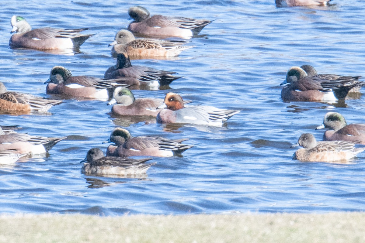 Eurasian Wigeon - ML646138830