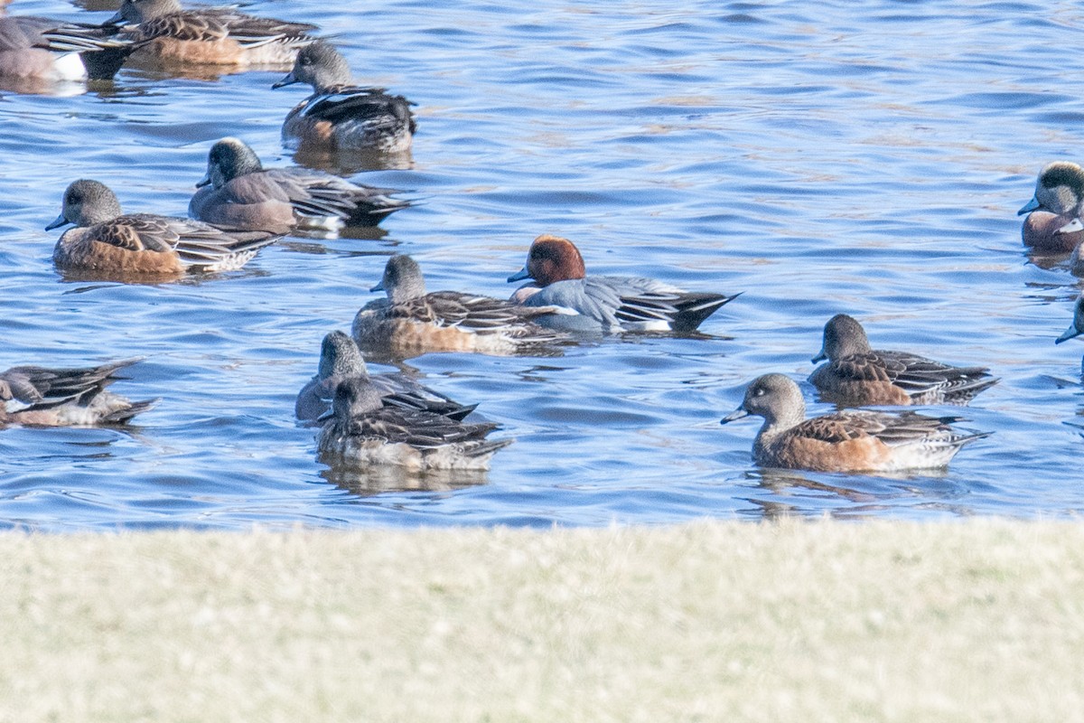 Eurasian Wigeon - ML646138831